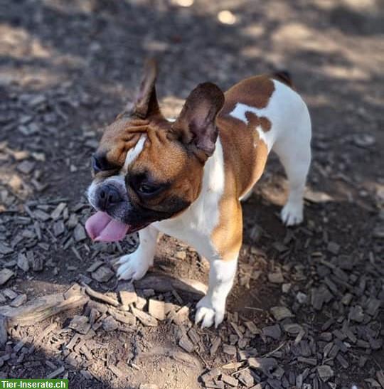 Bild 3: 5-jährige Französische Bulldogge, männlich, verspielt & lieb