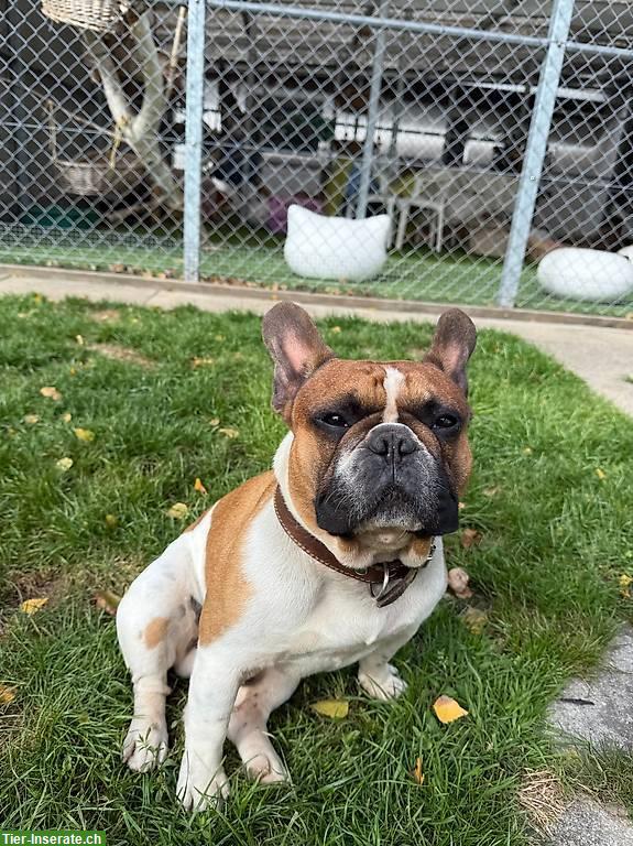 Bild 4: 5-jährige Französische Bulldogge, männlich, verspielt & lieb
