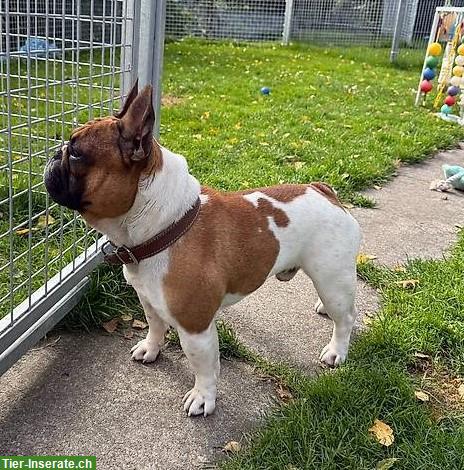Bild 5: 5-jährige Französische Bulldogge, männlich, verspielt & lieb