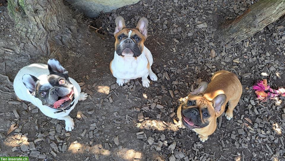 Bild 6: 5-jährige Französische Bulldogge, männlich, verspielt & lieb