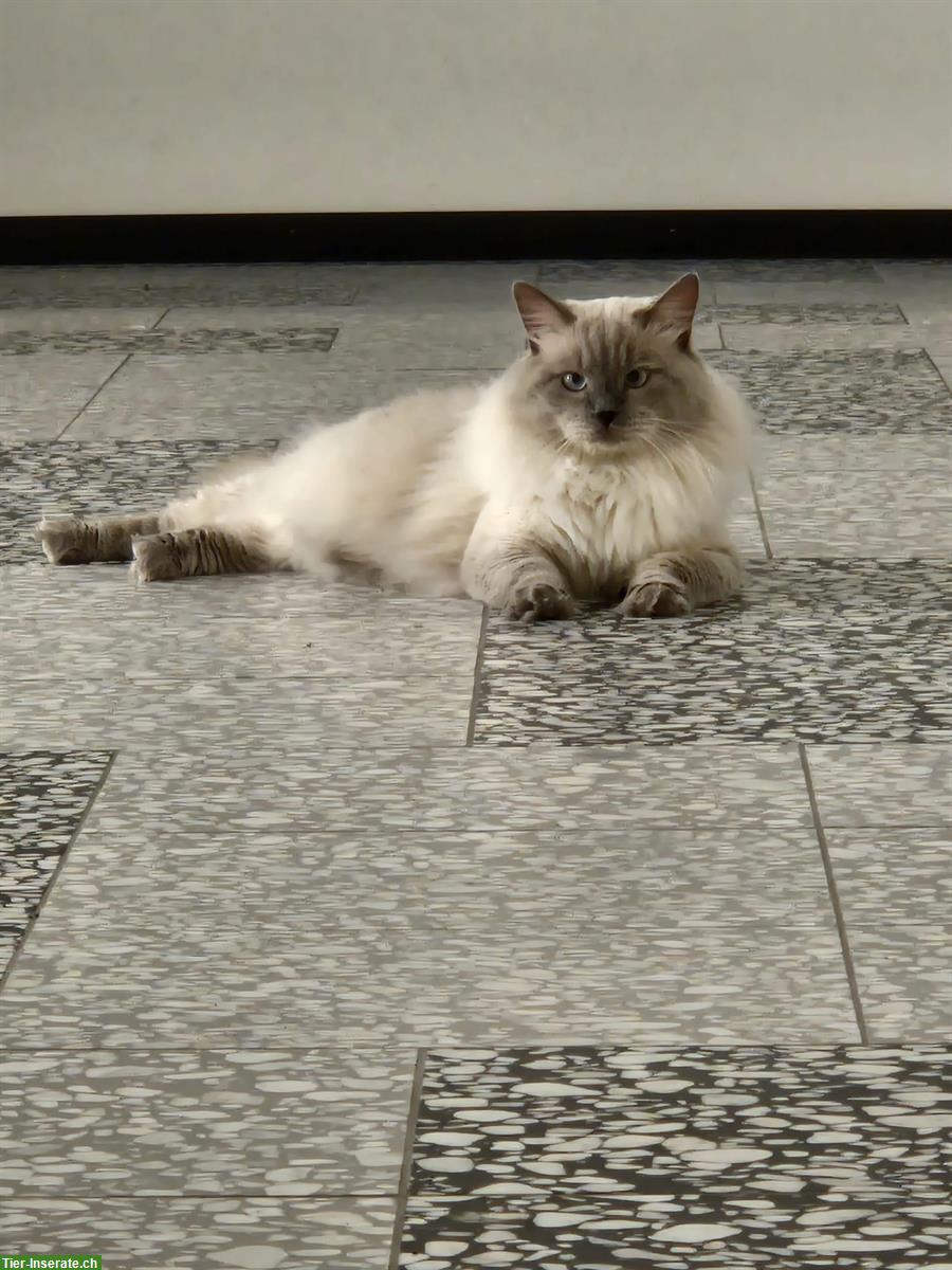 1.5-jähriger Neva Masquarade Kater, sehr zutraulich