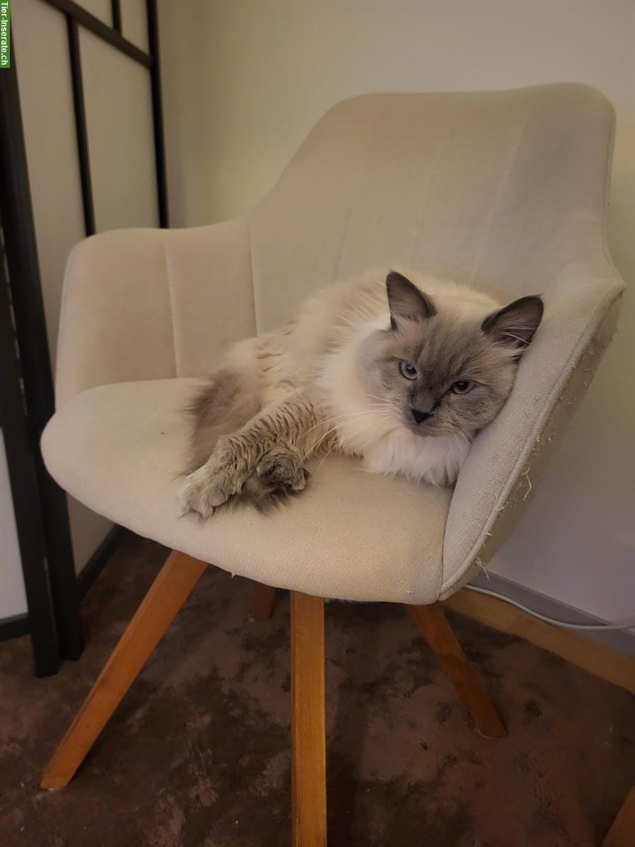 Bild 2: 1.5-jähriger Neva Masquarade Kater, sehr zutraulich