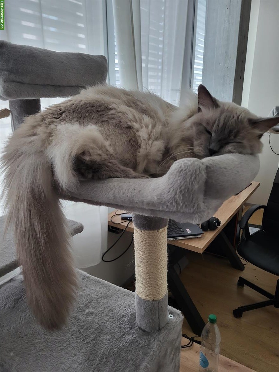 Bild 3: 1.5-jähriger Neva Masquarade Kater, sehr zutraulich