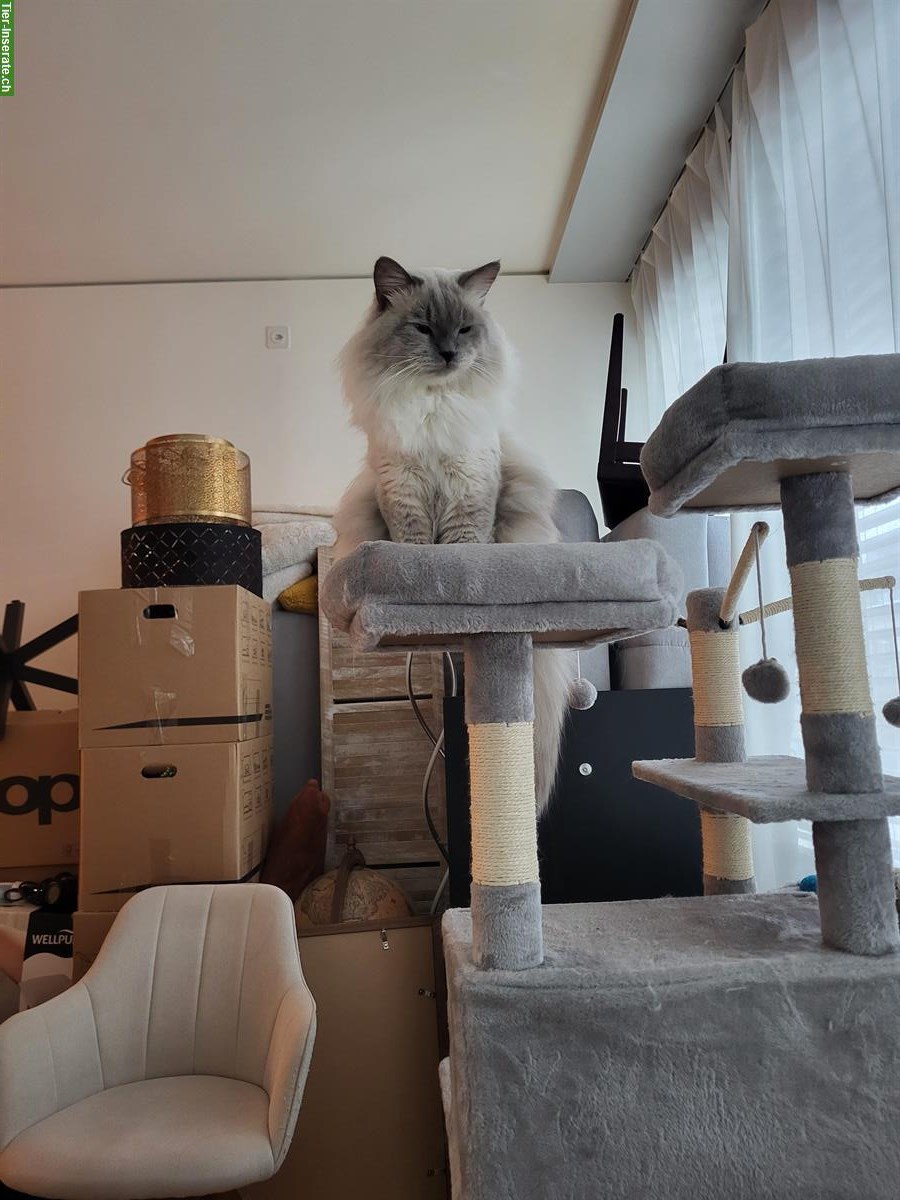 Bild 4: 1.5-jähriger Neva Masquarade Kater, sehr zutraulich