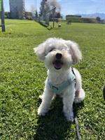 Liebe Maltipoo Hündin, 7-jährig, sucht neues Zuhause