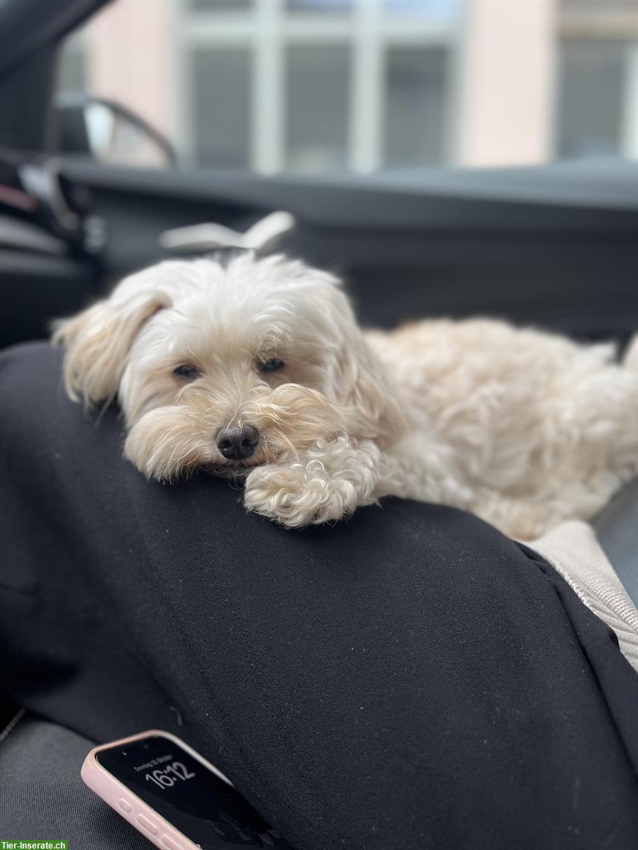 Bild 2: Liebe Maltipoo Hündin, 7-jährig, sucht neues Zuhause