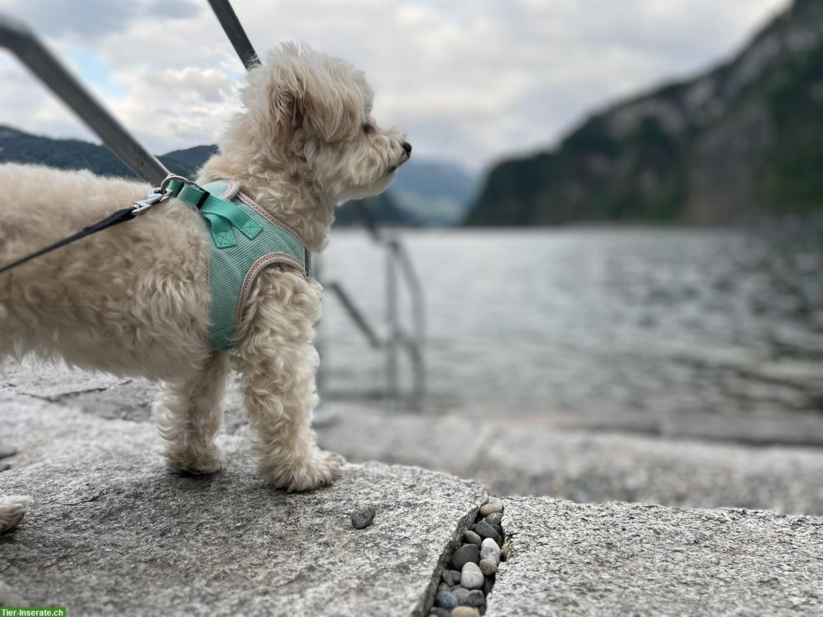 Bild 3: Liebe Maltipoo Hündin, 7-jährig, sucht neues Zuhause