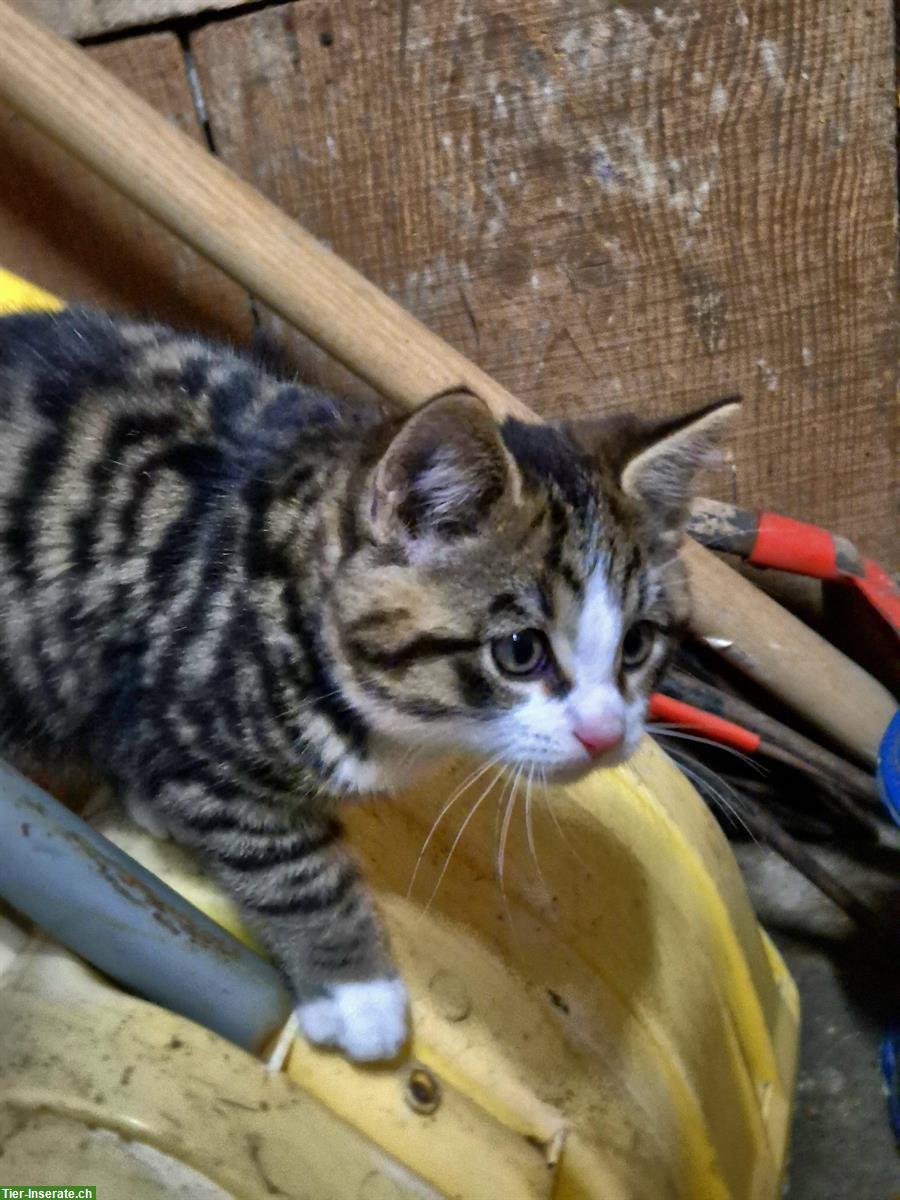 Junge Kätzchen suchen ein Zuhause