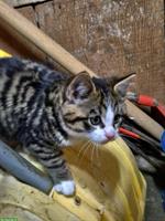 Junge Kätzchen suchen ein Zuhause