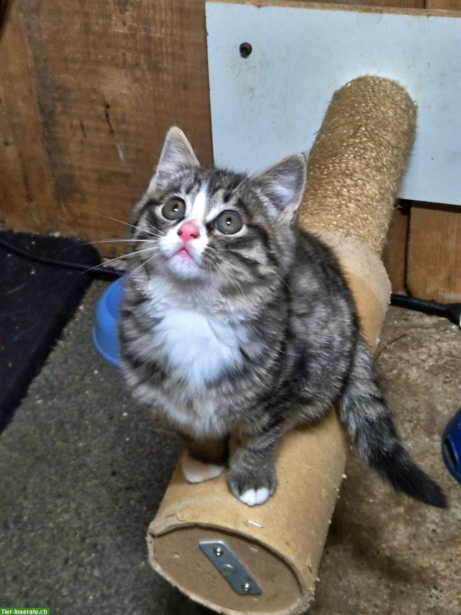 Bild 2: Junge Kätzchen suchen ein Zuhause