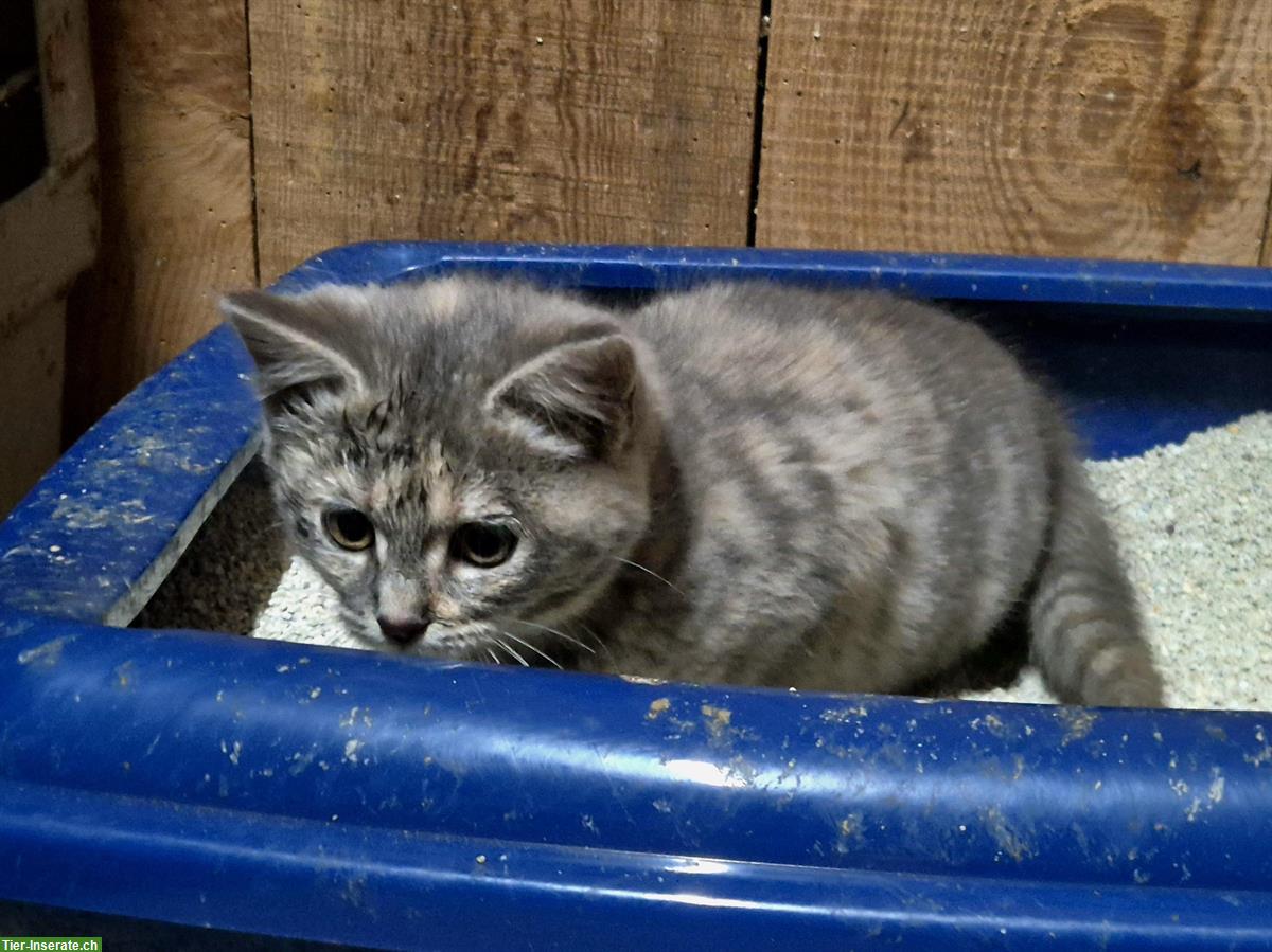 Bild 3: Junge Kätzchen suchen ein Zuhause