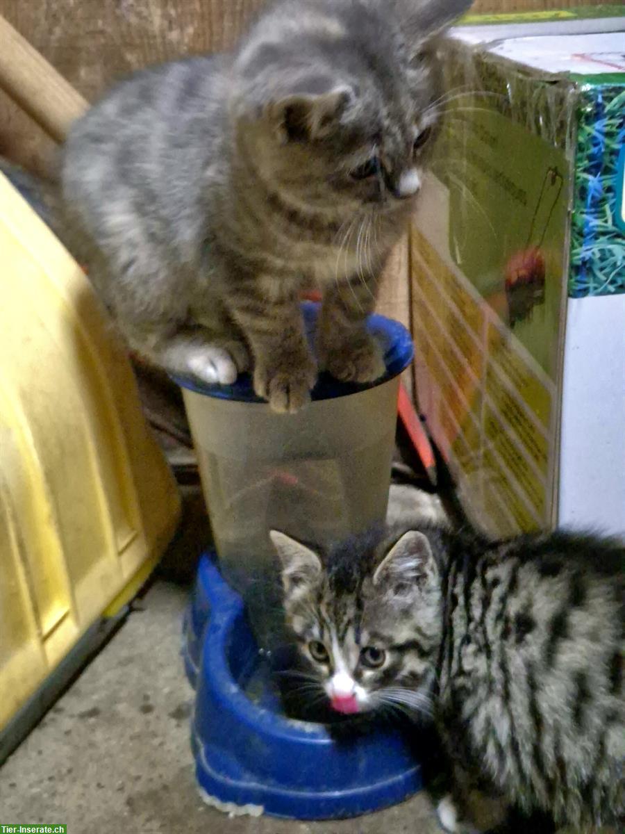 Bild 4: Junge Kätzchen suchen ein Zuhause