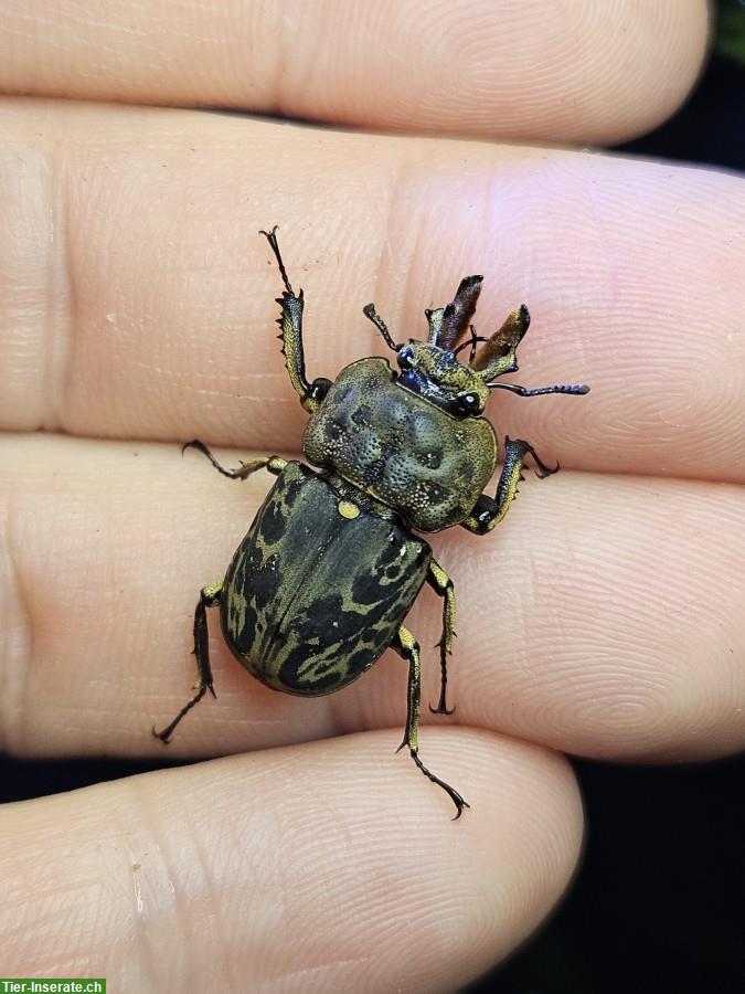Ryssonotus nebulosus Larvae for sale