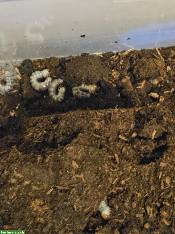 Bild 2: Ryssonotus nebulosus Larvae for sale