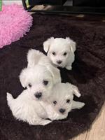 Malteser Welpen, Rüden und Hündinnen