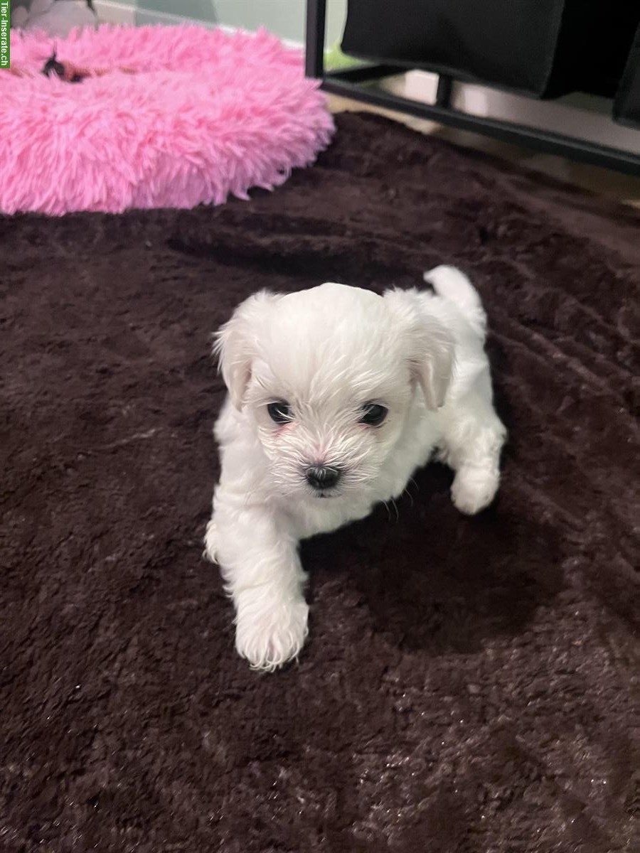 Bild 2: Malteser Welpen, Rüden und Hündinnen