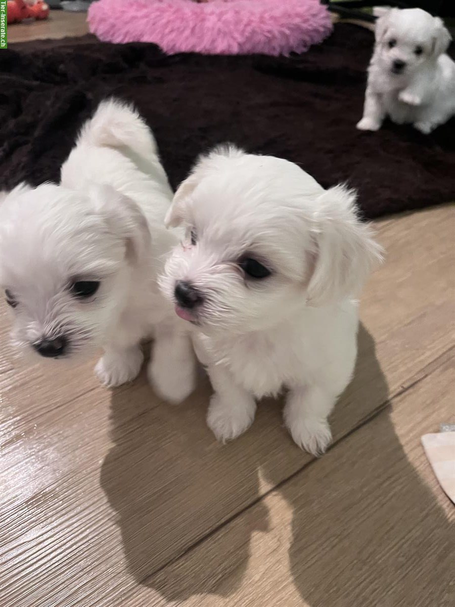 Bild 3: Malteser Welpen, Rüden und Hündinnen