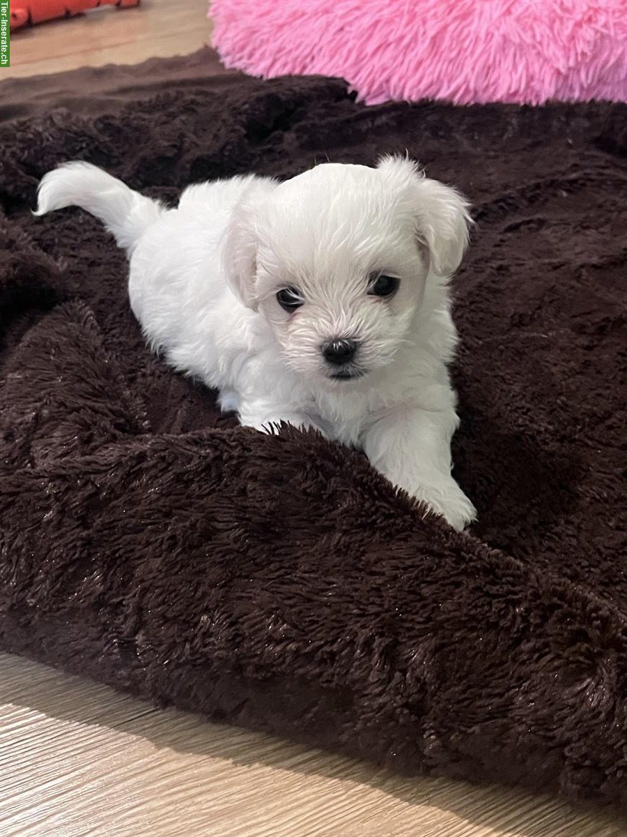 Bild 4: Malteser Welpen, Rüden und Hündinnen