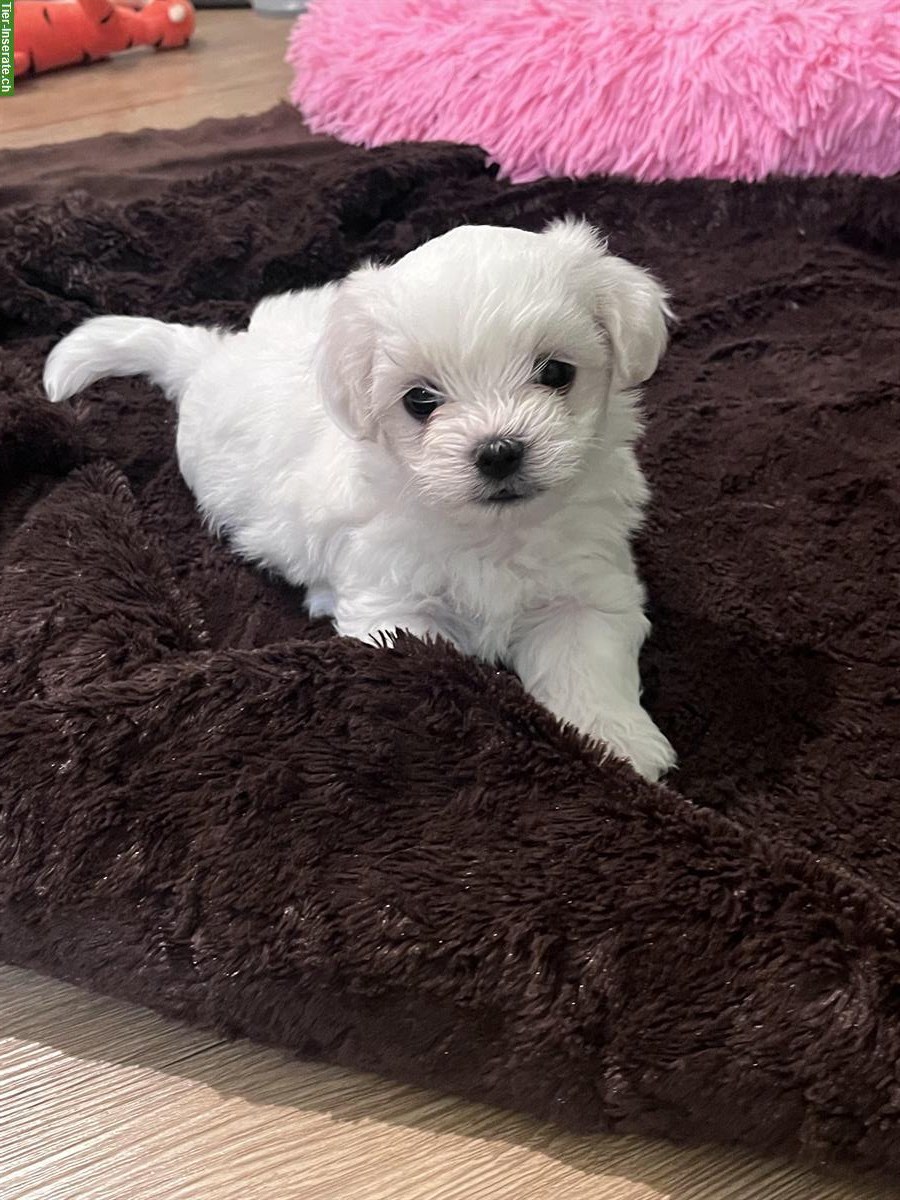 Bild 5: Malteser Welpen, Rüden und Hündinnen