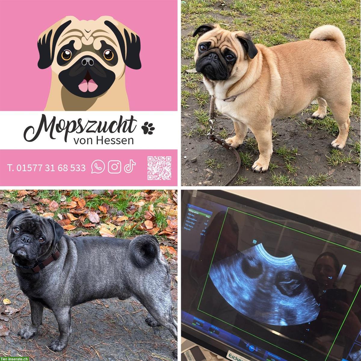 Mops Hundemädchen mit Gesundheitszeugnis & Ahnentafel