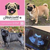 Mops Hundemädchen mit Gesundheitszeugnis & Ahnentafel