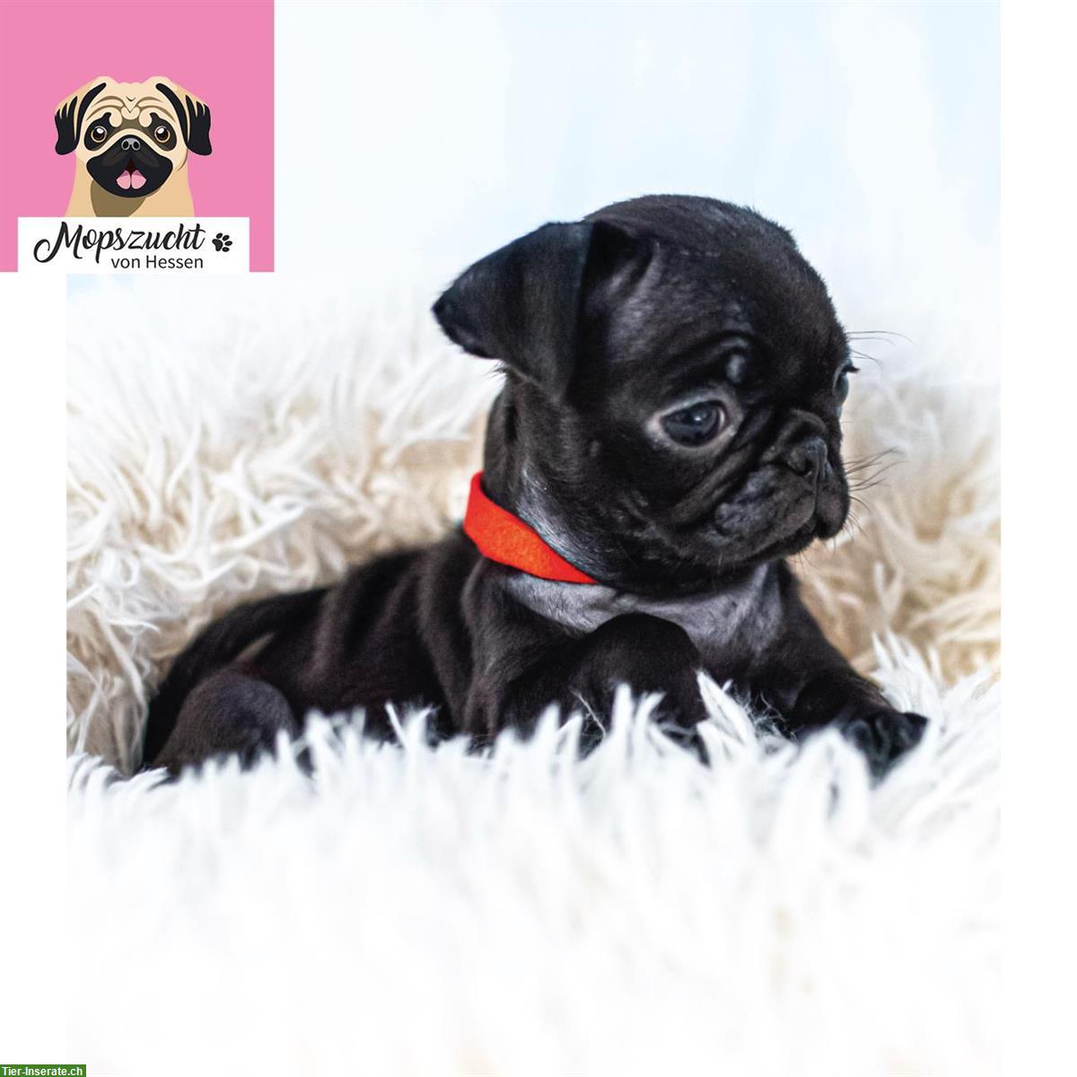 Bild 10: Mops Hundemädchen mit Gesundheitszeugnis & Ahnentafel