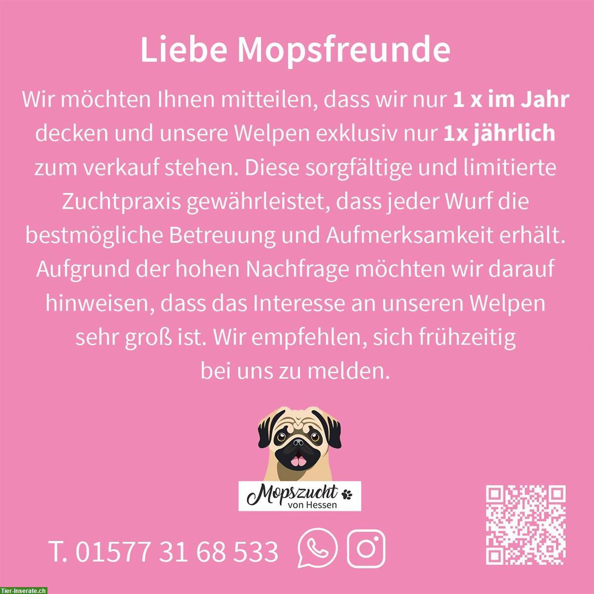 Bild 2: Mops Hundemädchen mit Gesundheitszeugnis & Ahnentafel