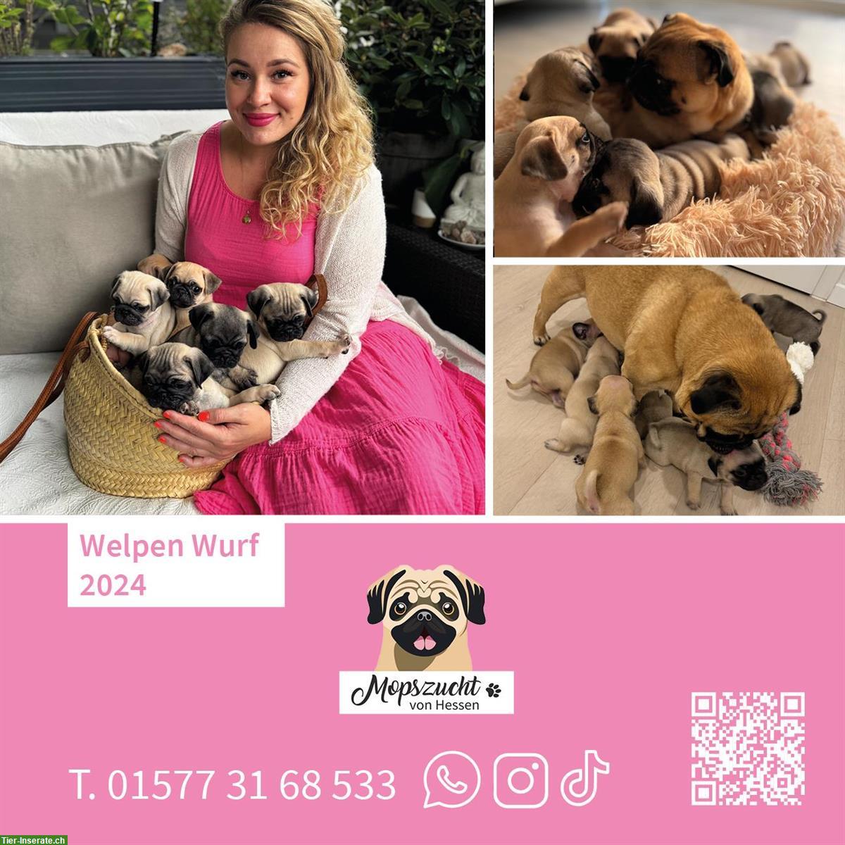 Bild 3: Mops Hundemädchen mit Gesundheitszeugnis & Ahnentafel