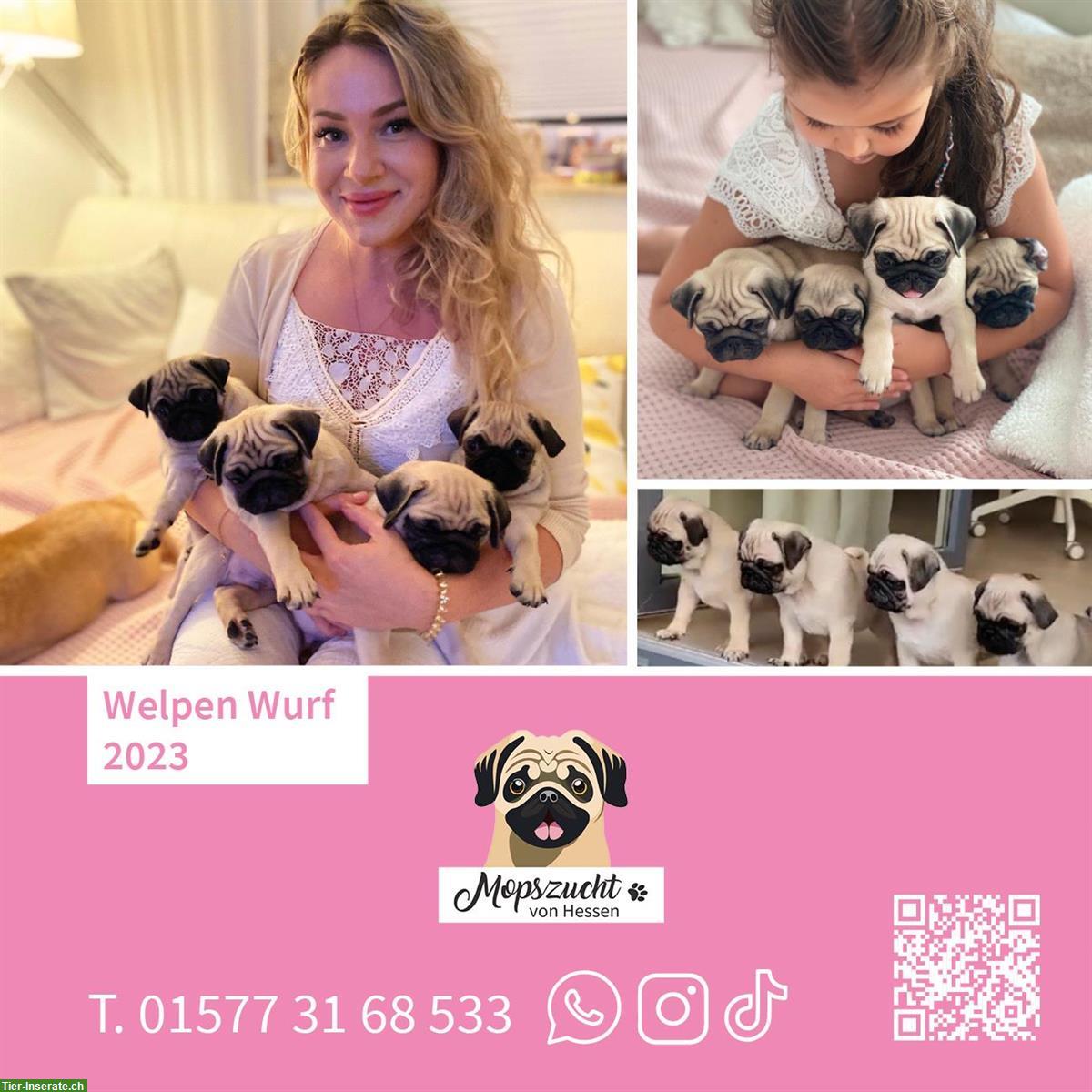 Bild 4: Mops Hundemädchen mit Gesundheitszeugnis & Ahnentafel