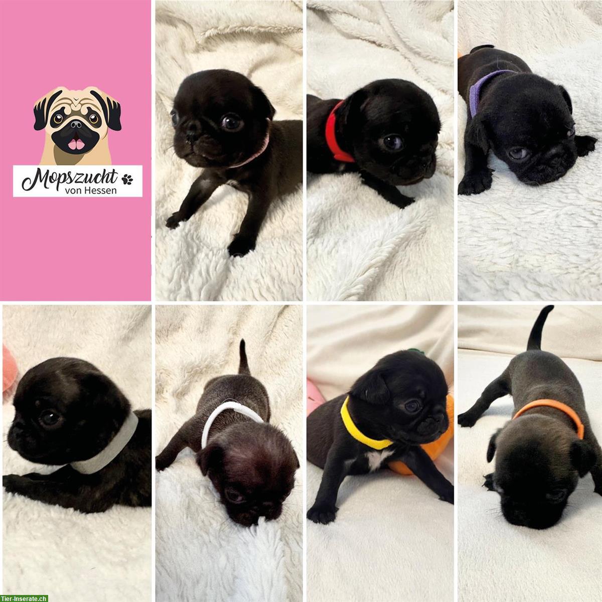 Bild 5: Mops Hundemädchen mit Gesundheitszeugnis & Ahnentafel