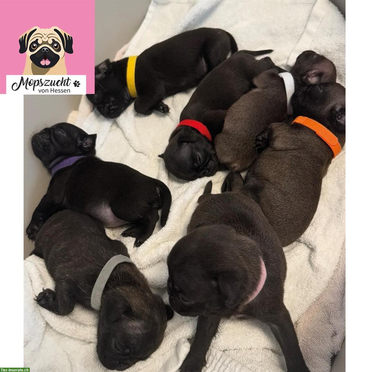 Bild 6: Mops Hundemädchen mit Gesundheitszeugnis & Ahnentafel