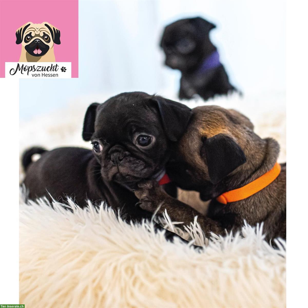 Bild 7: Mops Hundemädchen mit Gesundheitszeugnis & Ahnentafel