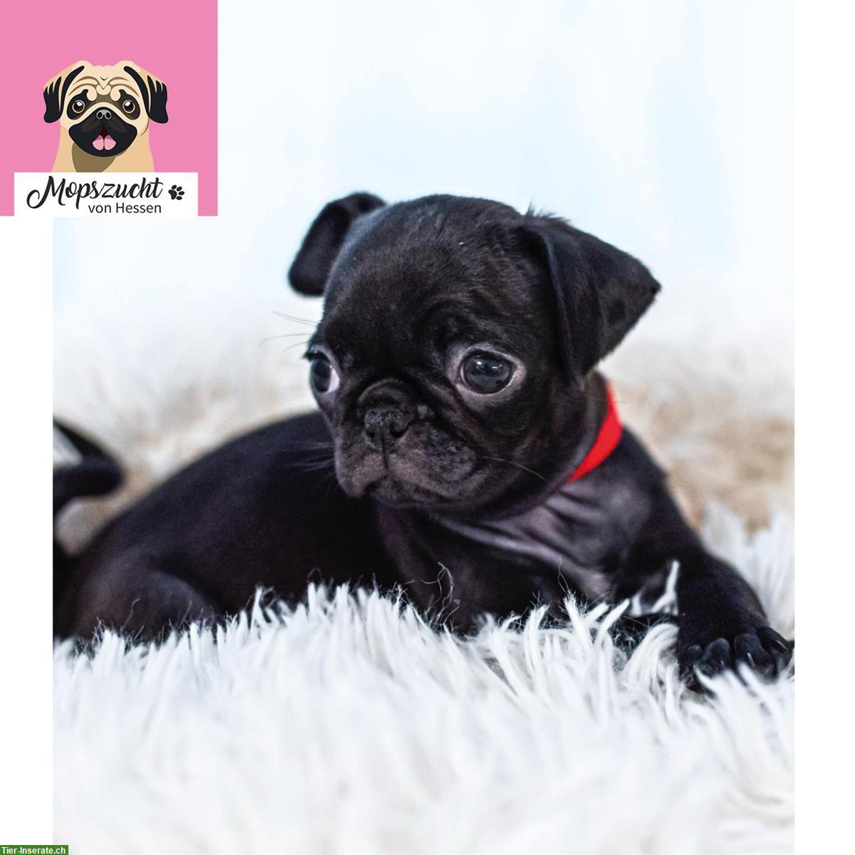 Bild 8: Mops Hundemädchen mit Gesundheitszeugnis & Ahnentafel