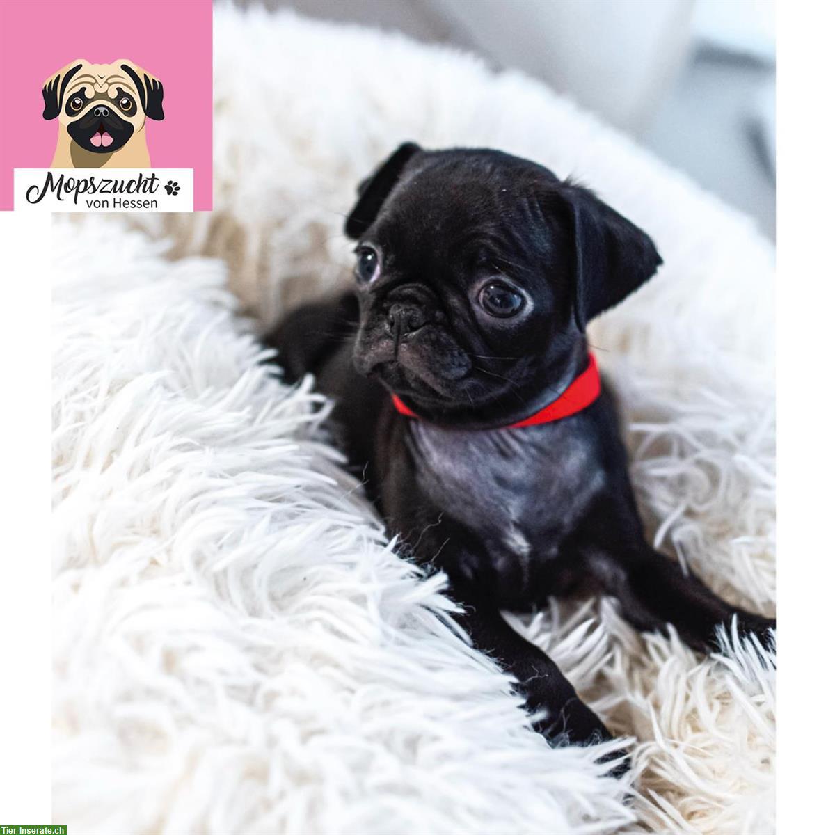 Bild 9: Mops Hundemädchen mit Gesundheitszeugnis & Ahnentafel