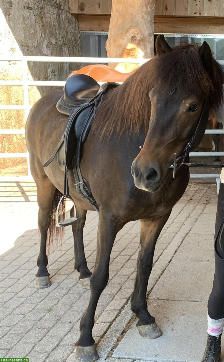 Reitbeteiligung in Oberbalm BE auf toller Islandpferde-Stute