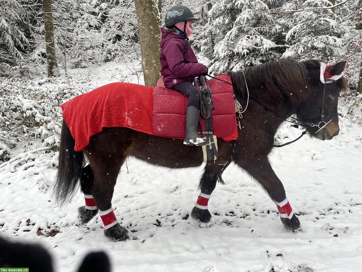 Bild 2: Reitbeteiligung in Oberbalm BE auf toller Islandpferde-Stute