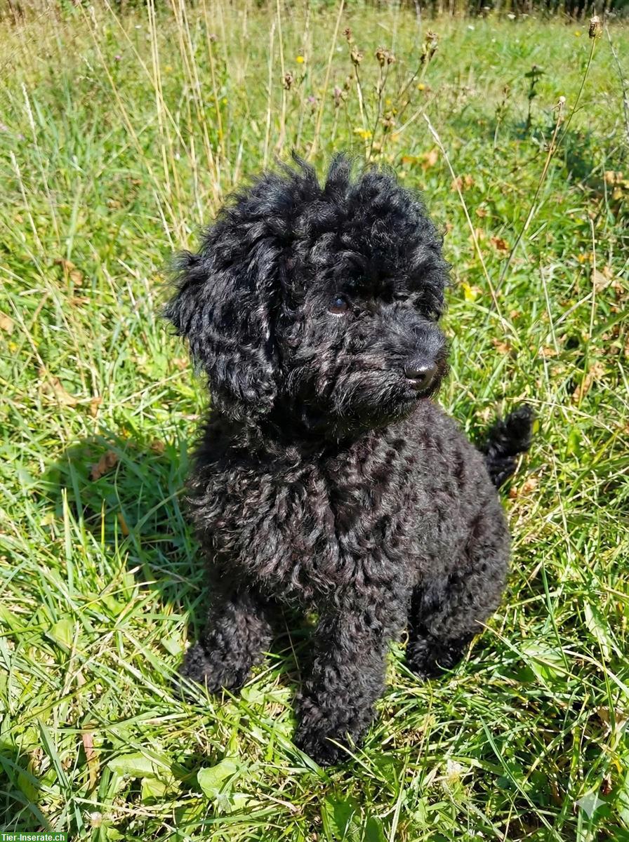 Schwarzer Zwergpudel Rüde, ca. 8 Monate alt