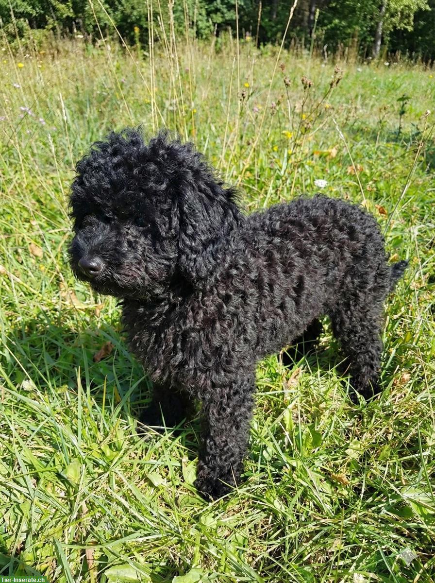 Bild 2: Schwarzer Zwergpudel Rüde, ca. 8 Monate alt