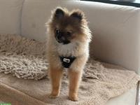 Zwergspitz Rüde, 6 Monate alt sucht liebes Zuhause