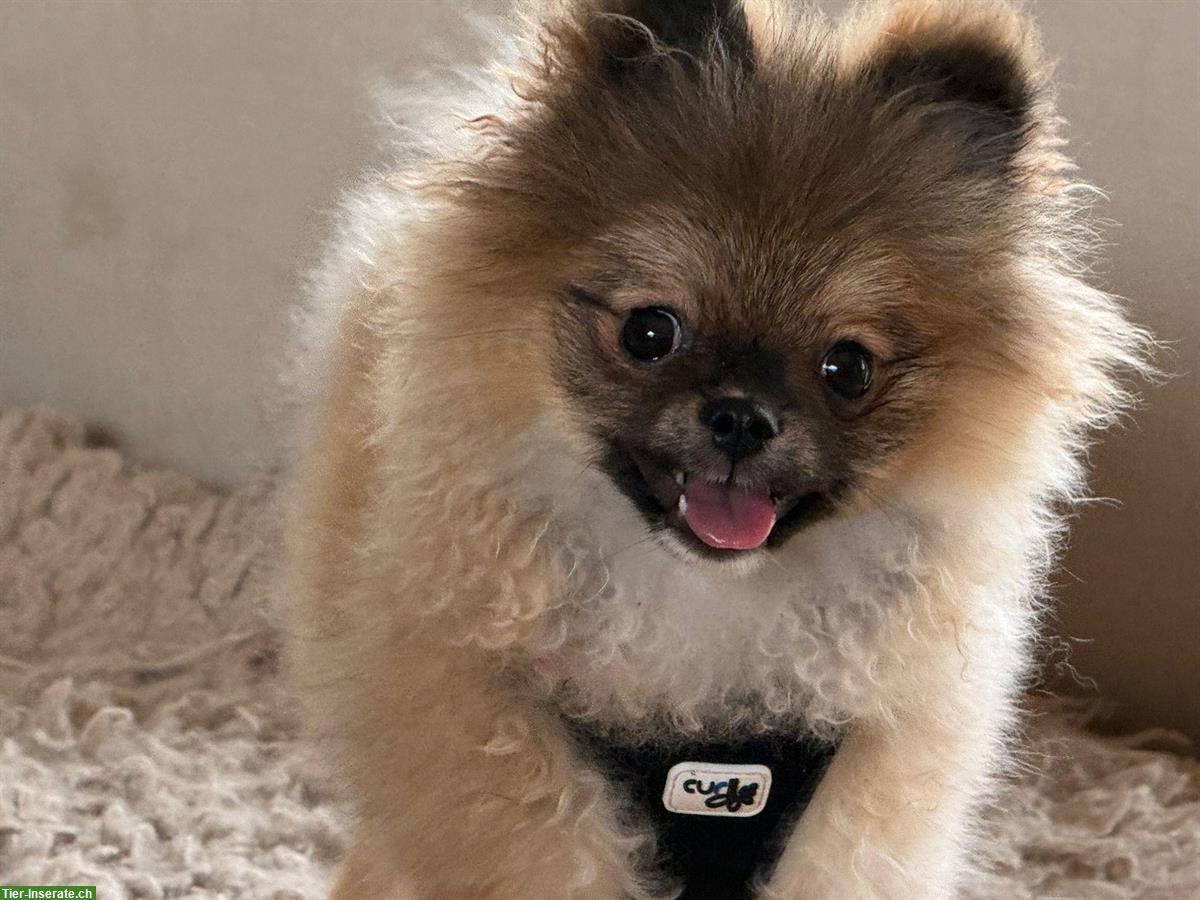 Bild 2: Zwergspitz Rüde, 6 Monate alt sucht liebes Zuhause