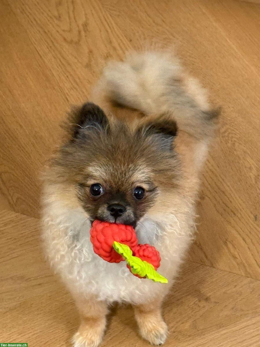 Bild 3: Zwergspitz Rüde, 6 Monate alt sucht liebes Zuhause