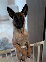 Junge Malinois Hündin mit Stammbaum