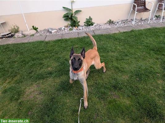 Bild 2: Junge Malinois Hündin mit Stammbaum