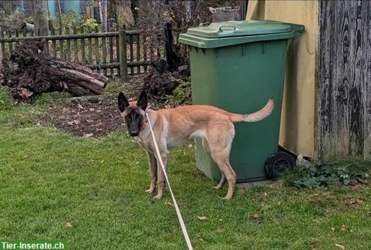 Bild 3: Junge Malinois Hündin mit Stammbaum
