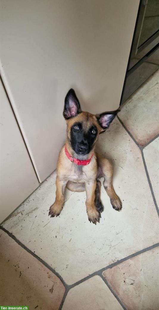 Bild 4: Junge Malinois Hündin mit Stammbaum