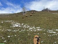 Kamerun Schafherde zu verkaufen