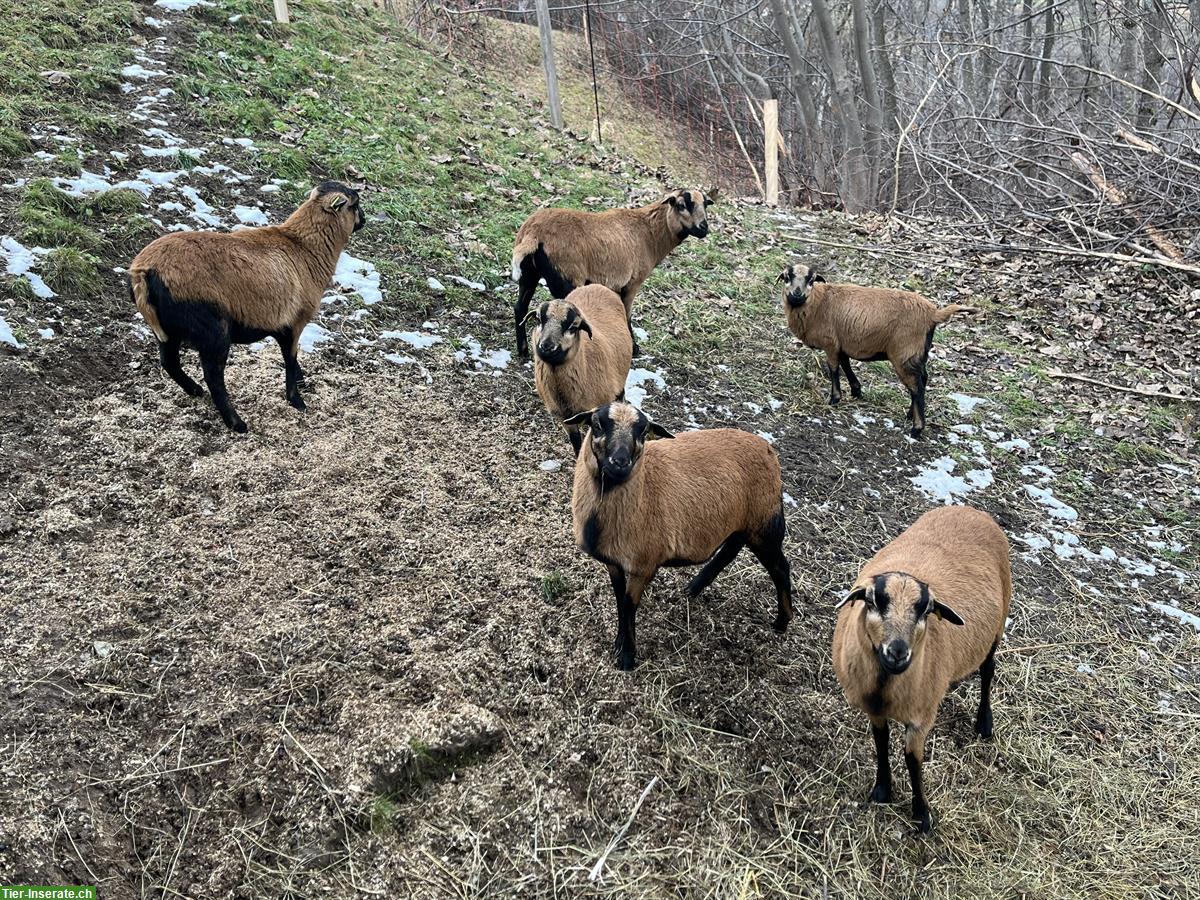 Bild 2: Kamerun Schafherde zu verkaufen