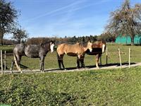 Reitbeteiligung in Raperswilen TG für Quarter Horses (Western)