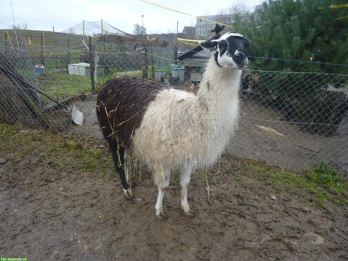 Zahmer Lama Hengst zu verkaufen