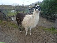 Zahmer Lama Hengst zu verkaufen